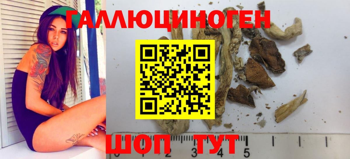 Псилоцибиновые грибы Psilocybine cubensis  где продают наркотики  Курчалой  Вход с VPN 